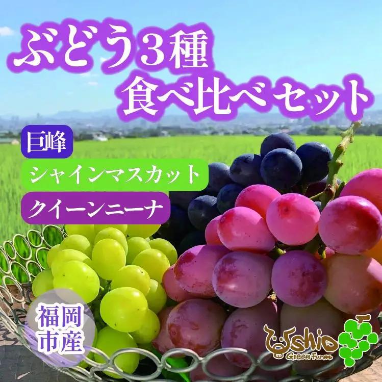 ぶどう 福岡市産ぶどう3色セット 巨峰 シャインマスカット クイーンニーナ 1300g (計3房)【北海道・沖縄・離島発送不可】ぶどう シャインマスカット