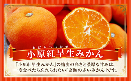 季節の恵み2回定期便D_mk165-t004