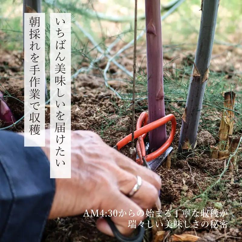 先行予約 紫アスパラ 500g ( L~2L ) 夏芽 アスパラガス アスパラ 夏アスパラ ひこねアスパラ 朝採 新鮮 春野菜 夏野菜 野菜 やさい 滋賀 彦根 
