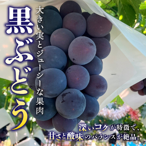 【2026年発送 先行予約】【2回定期便】厳選 旬のフルーツ定期便（黒ぶどう1kg以上・シャインマスカット1kg以上） シャイン マスカット 黒ブドウ ぶどう 果物 贅沢 たっぷり 定期便2回 フルー
