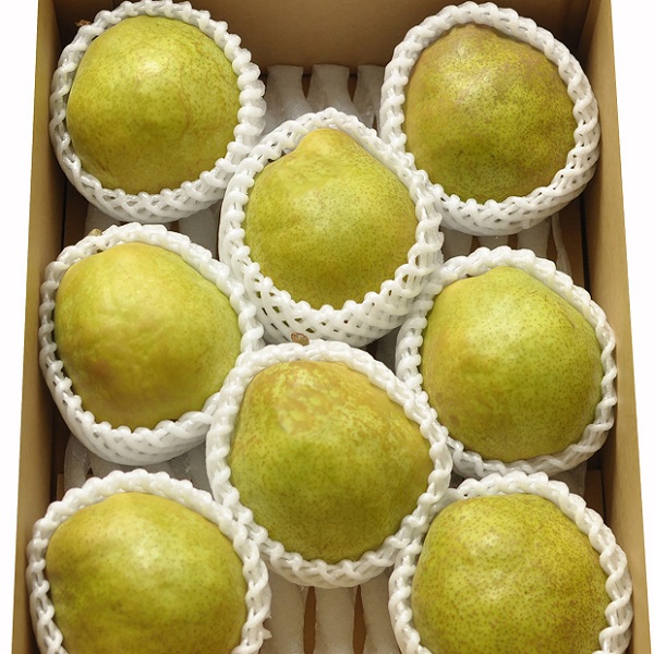 食の都庄内　庄内の洋梨（品種おまかせ）約5kg※9月下旬～1月下旬頃まで配送 約5kg