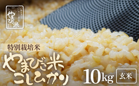 【令和8年産・新米】米 コシヒカリ（特別栽培米）10kg 新庄やまびこ米（玄米）[m23-c004]