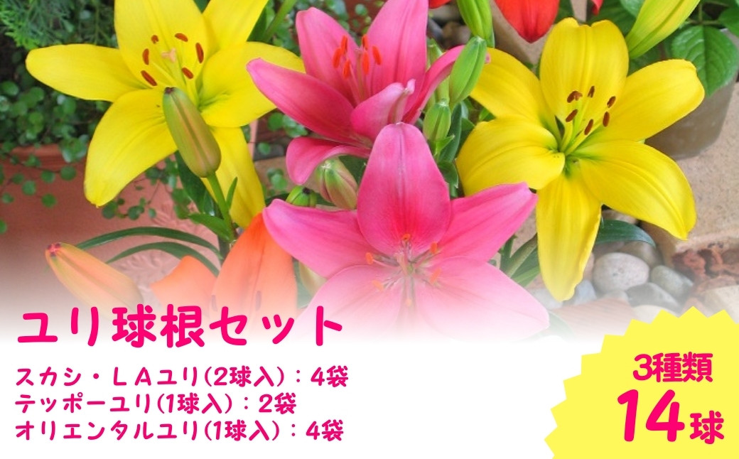 
                  【 先行予約 】 ユリ 球根セット 14球入 | ガーデニング 庭 園芸 新潟県 五泉市 新潟県花卉球根農業協同組合 ( 2025年10月より順次発送 )
                