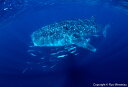 【ふるさと納税】清水町ふるさと大使　海洋生物写真家　峯水亮氏による　作品パネル　Whale shark（IMG_000140_A3W）