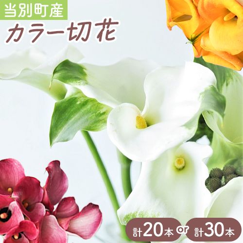 【ふるさと納税】カラー 切花 選べる 20本（2～3品種）or 30本（3～4品種）四季農場《8月上旬-10月末頃出荷》北海道 当別町 花 お花 はな カラー 切り花 冷蔵便 北海道産 当別町産 インテリア