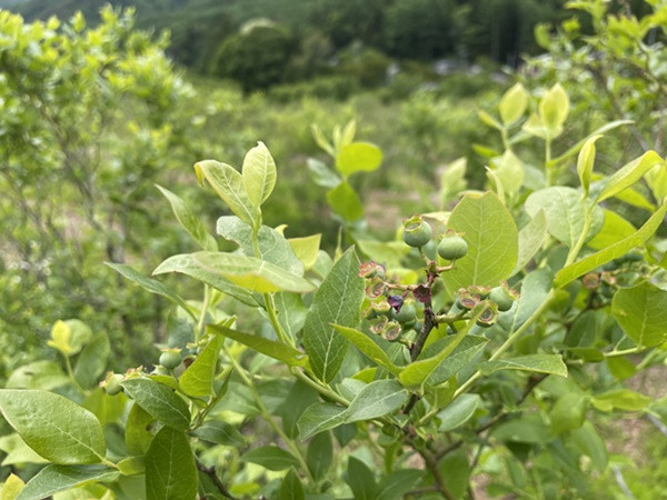 農薬不使用のため農作物の天敵となる病害虫のリスクが非常に高い　