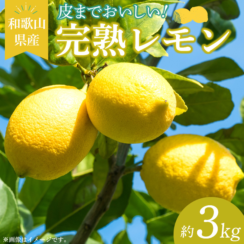 和歌山県産 完熟 レモン 約3kg 皮まで使用可能（栽培期間中農薬不使用）_EA6011n