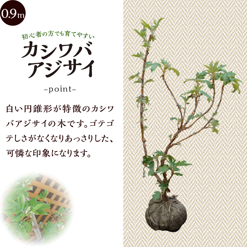 植木　カシワバアジサイ　0.9ｍ
