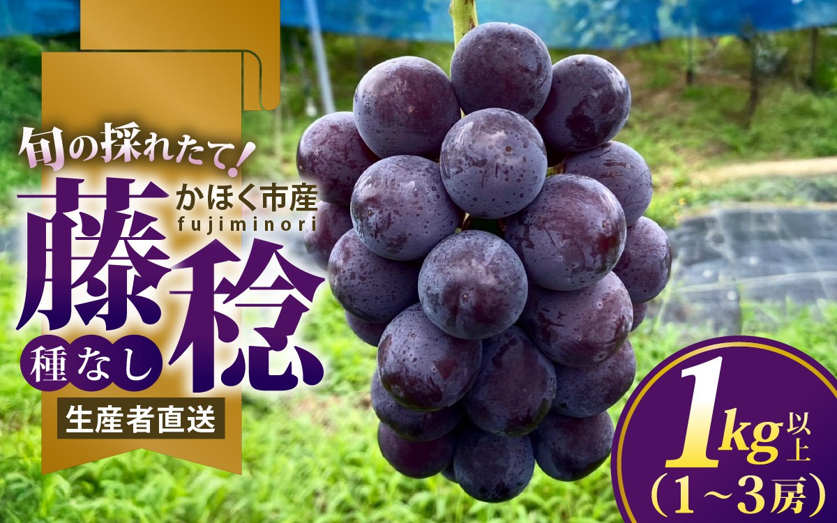 
                  ぶどう 藤稔（ふじみのり） 種なし 1kg以上（1～3房）【朝採れ・産地直送】【2026年8月より順次発送】｜ぶどう 葡萄 ブドウ フルーツ 果物 くだもの ふじみのり 藤稔 糖度18度 かほく市 石川県かほく市 石川 産地直送 
                
