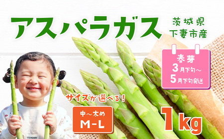 朝採りアスパラガス 1kg M-Lサイズ ハウス栽培 春芽 25年3月下旬~5月発送 【 アスパラガス 先行予約 アスパラガス グリーンアスパラ アスパラガス 野菜 アスパラガス サラダ アスパラガス 農家直送 アスパラガス 産地直送】