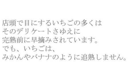 いちご 章姫 2パックセット［島根県安来産　完熟いちご］ 先行予約 受付 完熟 苺 イチゴ 島根県産 甘い 人気 特産品 高級 フルーツ デザート 