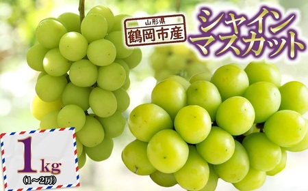 【令和8年産先行予約】 鶴岡市産ぶどう シャインマスカット 約1kg(1～2房) K-835    JA庄内たがわ　