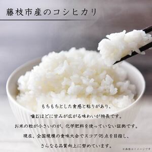 新米 藤の香 コシヒカリ 10kg お米 令和7年度産 静岡県産 静岡のお米 精米 白米 無農薬 有機肥料 おこめ ご飯 ごはん 米 国産 産地直送 静岡県 藤枝市