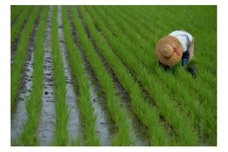 「芳賀のめぐみ」コシヒカリ　5kg 袋入り　栃木県芳賀町産◇ ｜ 米 お米 ご飯 国産 送料無料 ※離島への配送不可