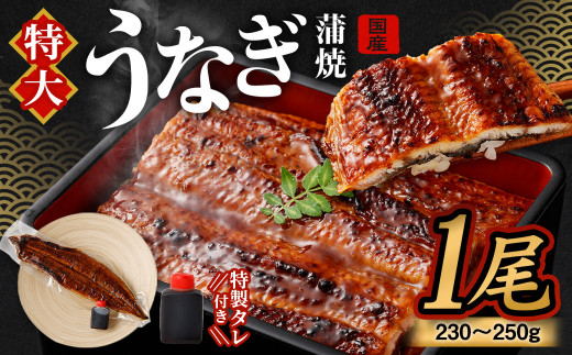 国産 うなぎ 蒲焼 1尾 （230 〜 250g） と 特製タレ 1個 セット 鰻 ウナギ 蒲焼き うなぎ蒲焼 セイロ蒸し せいろ蒸し タレ付 冷凍