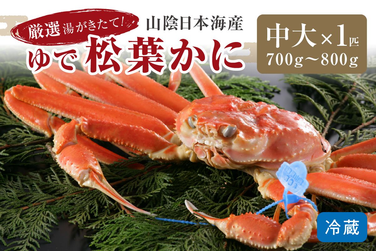 かに卸問屋がお届け・自社釜ゆで！山陰沖ゆで松葉がに 700ｇ～800ｇ 中大サイズ（11月発送）／北畿水産　HK00309