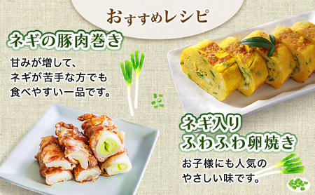 岩手県盛岡市産土付き長ネギ 2kg ねぎ 新鮮 野菜 長ネギ 白ネギ 長ねぎ 白ねぎ 葱 土付き 国産 甘い 美味しい おいしい 鍋