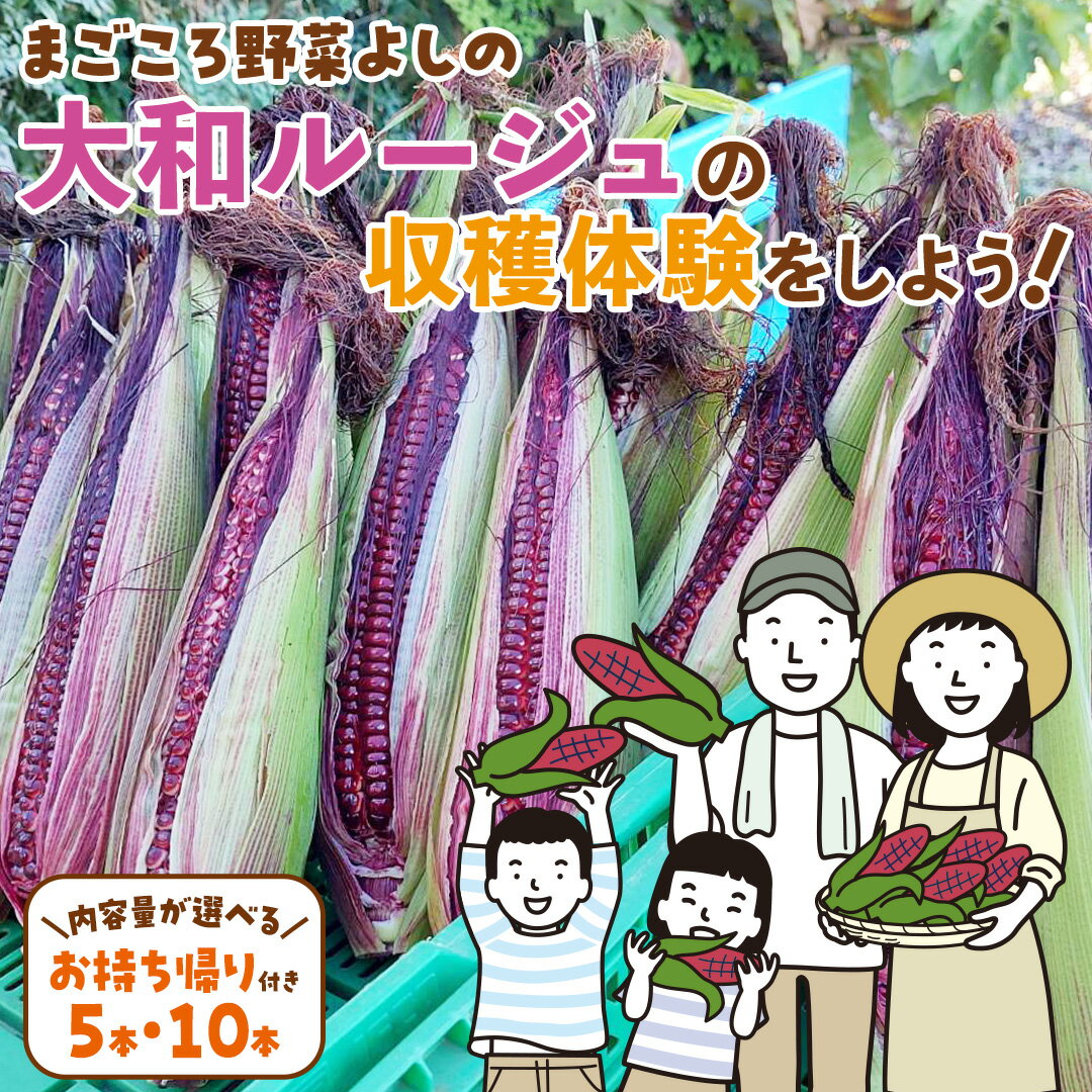 【ふるさと納税】大和ルージュの収穫体験をしよう！ ( 選べるお持ち帰りの内容量 ) 収穫体験 トウモロコシ とうもろこし コーン 野菜