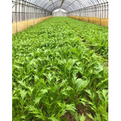 ふるさと納税 行方市 「みず菜」150g×20袋 |  | 03