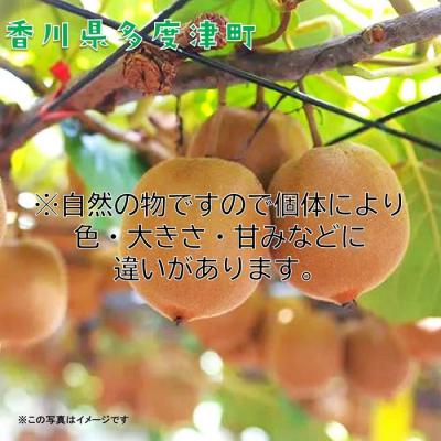 ふるさと納税 多度津町 香川県オリジナルキウイフルーツ『さぬきゴールド』大玉約3.5kg【C-16】 |  | 01