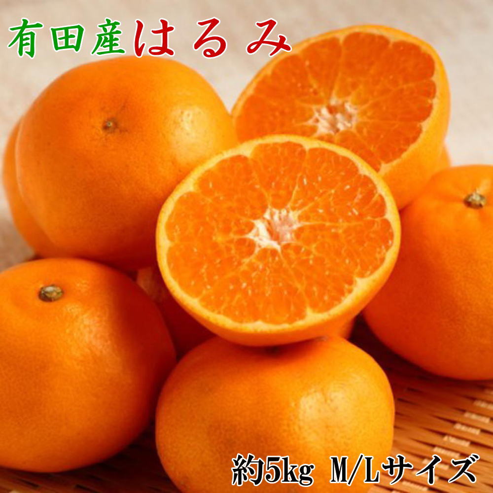 【ふるさと納税】 【厳選・濃厚】紀州有田産のはるみ 5kg （M～Lサイズおまかせ） ※2027年1月下旬～2027年2月中旬頃に順次発送予定（お届け日指定不可）