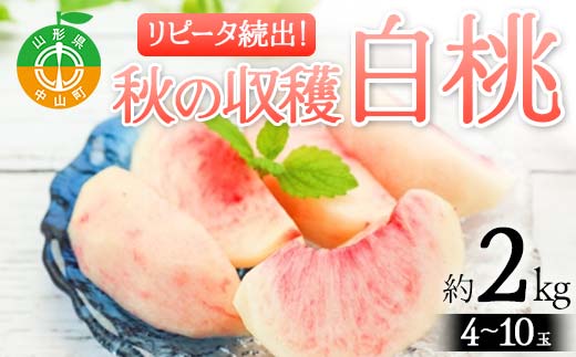 山形県産 リピータ続出！秋の収穫 白桃 約2kg（4〜10玉） 桃 もも フルーツ 果物 くだもの 山形県 中山町 F4A-0426