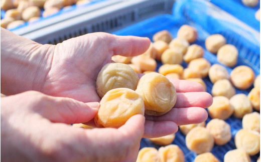 梅干し 無添加 完熟南高梅 1.25kg 塩分約20％ 数量限定 サイズ混合 高評価 ご家庭用 梅干 梅 うめ ウメ 梅干 白干 白干し 白梅 白梅干し 人気 健康 ご飯のお供 お取り寄せ 予約 和歌