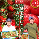 【ふるさと納税】完熟 かおり野 ・ やよいひめ 食べ比べ 4パック 先行予約 大粒 イチゴ 苺 いちご フルーツ 果物