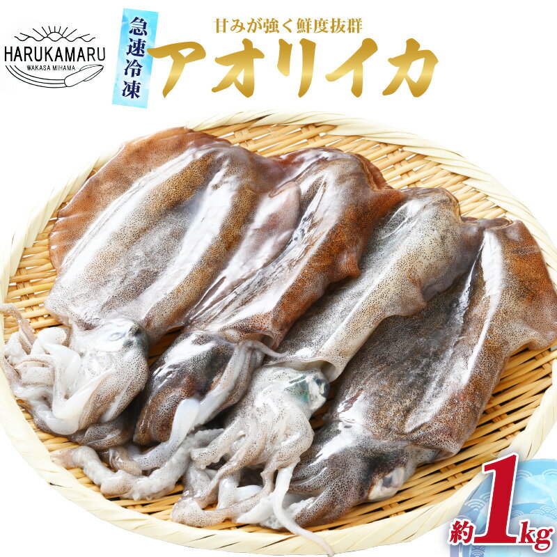 【ふるさと納税】【先行予約】イカ お刺身で食べる 天然 アオリイカ 約1kg 【2025年10月中旬以降順次発送予定】活きたイカをご提供している漁師が活〆！ 急速冷凍 鮮度格別！若狭湾 福井 地物 海鮮 個別包装 真空パック 刺身 イカ丼 姿焼き 煮付け フライ BBQ [m36-b008]