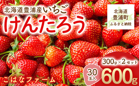 【2026年5月順次発送】北海道産　豊浦いちご　けんたろう　30玉入り　300ｇ×2セット TYUAG001