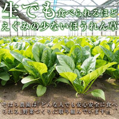 ふるさと納税 志布志市 <先行予約受付中!R7年12月頃配送予定>【数量限定】志布志湾ほうれん草計1kg(200g×5袋) |  | 02