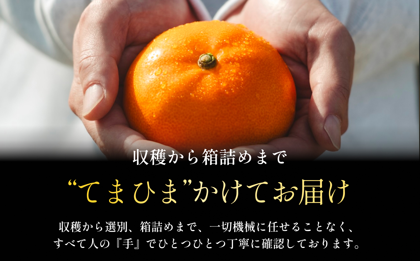 【先行受付】五代目が厳選した「柑橘の大トロ せとか」2kg×2箱【H70-114】【1683910】 YWTK113