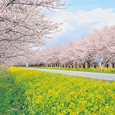 【毎月定期便】あきたこまち特別栽培無洗精米2kg全4回【配送不可地域：離島・沖縄県】