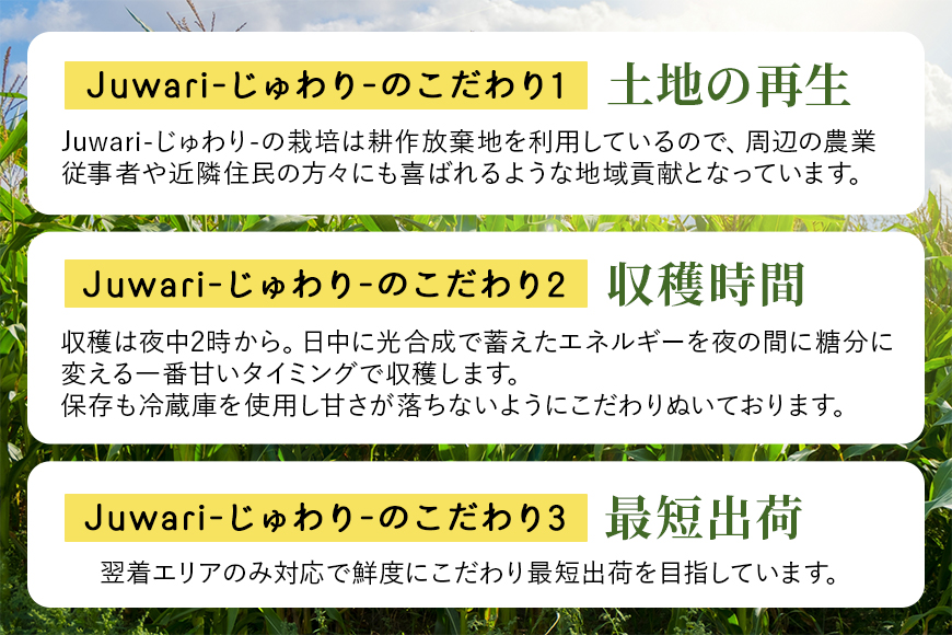 【数量限定 先行予約】＜2024年6～7月発送予定＞ ブランドとうもろこし【Juwari-じゅわり-】ドルチェドリーム 約4kg以上（8～10本入り） とうもろこし トウモロコシ