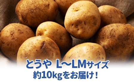 北海道 雪蔵 とうや  L～LM 約10kg 2025年2月中旬より順次お届け じゃがいも ジャガイモ じゃが芋 馬鈴薯 芋 いも イモ 旬 雪蔵貯蔵 野菜 農作物 カレー シチュー肉じゃが 北海道産