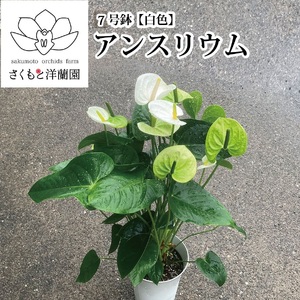 【白】アンスリウム 6号鉢