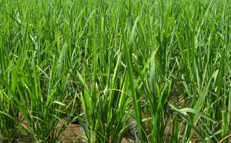 【先行予約／令和8年産新米】 ひとめぼれ 5Kg ［玄米］ 玄米