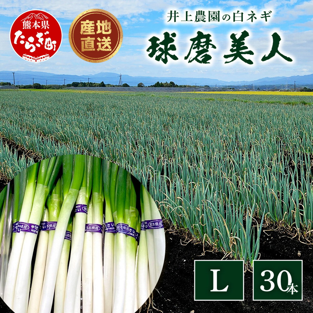 【ふるさと納税】【先行予約】井上農園の白ネギ 「球磨美人」 Lサイズ×30本 【2025年7月下旬より順次発送】 白ネギ 白葱 ネギ 長ネギ 長葱 ねぎ 鍋 薬味 串焼き すき焼き 冬野菜 国産 産地直送 送料無料 114-0502