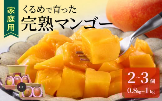 【家庭用】くるめで育った完熟マンゴー（2～3個：約0.8～1kg）_先行予約！家庭用 くるめで育った 完熟マンゴー 2個 ～ 3個 アーウィン 甘い 子供も安心 2025年 6月より 順次お届け フルーツ トロピカルフルーツ 果物 マンゴー 完熟 国産 家庭用 B品 冷蔵 クール便 倉重農園 お取り寄せ 福岡県 久留米市 送料無料_Fm007
