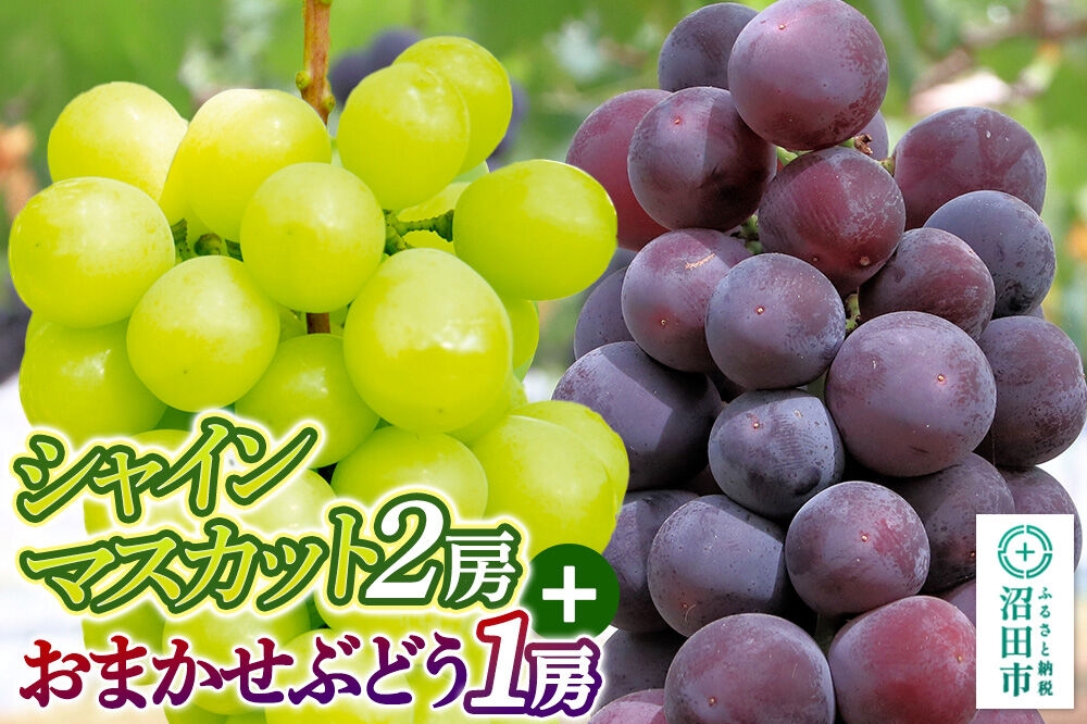 
                  【9月中旬から10月末に発送】 シャインマスカット 2房 と おまかせぶどう 1房 セット （計約1.3kg～2kg） 詰め合わせ 永井農園 [葡萄 ぶどう ブドウ シャインマスカット 巨峰 ピオーネ 黄玉 おししい 家庭用 贈答用]
                