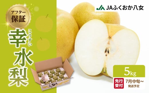 【先行受付】【アフター保証】幸水梨（5kg）【ＪＡふくおか八女】｜2026年7月下旬～発送予定 梨 なし 幸水 幸水梨 フルーツ 果物 くだもの みずみずしい 爽やか 甘い シャリシャリ食感 産地直送 デザート 旬 甘い