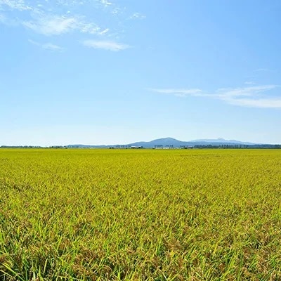 先行受付【令和4年産】大潟村産あきたこまち 5kg 大潟村CE公社【配送不可地域：離島・沖縄県】