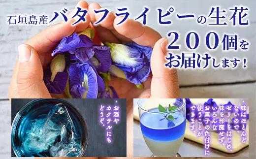 希少！採れたて新鮮！八重咲バタフライピーの生花（食用花、生ハーブ）特別栽培、栽培期間中農薬不使用 ３月～順次発送【 沖縄県 石垣市 沖縄 石垣 石垣島 花 生花 ハーブ 離島のいいもの 沖縄いいもの石