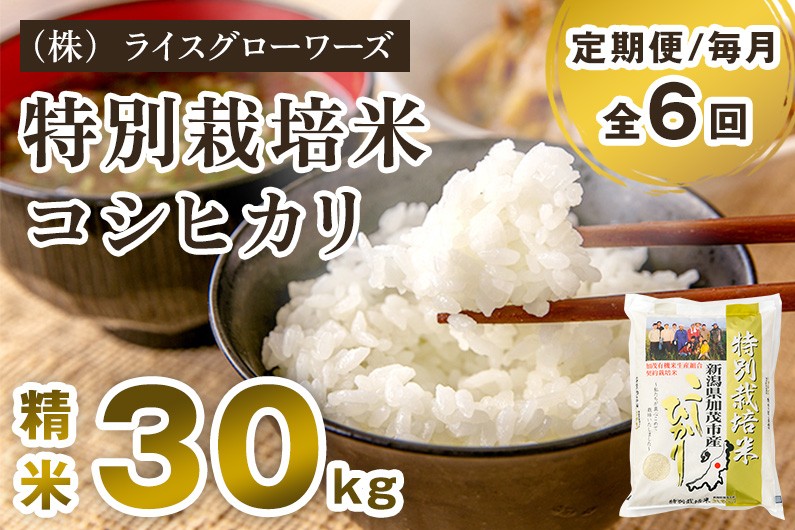 
                  【令和8年産新米先行予約】【定期便6ヶ月毎月お届け】新潟県加茂市産 特別栽培米コシヒカリ 精米30kg（5kg×6）《10月上旬～順次出荷》 従来品種コシヒカリ 新潟県産コシヒカリ 新潟産コシヒカリ 新潟コシヒカリ 新潟県産こしひかり 新潟産こしひかり 新潟こしひかり コシヒカリ こしひかり お米 白米 米 定期便 （株）ライスグローワーズ
                
