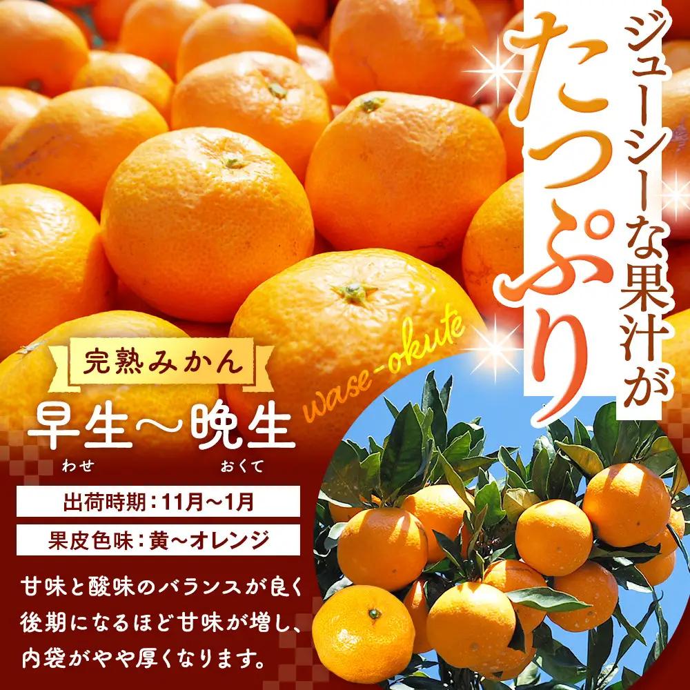 有田みかん 訳あり みかん 約0.9kg  和歌山県産