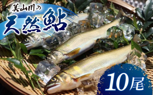 冷凍 美山川の天然鮎 10尾 ( 鮎 あゆ 美山町 美山 国産 川魚 魚 魚介 京都府 京都 南丹市 旬 産地直送 )