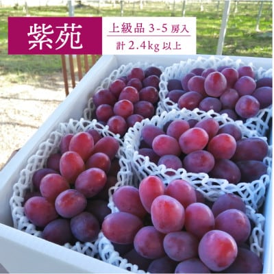【きよとうファーム】ワインレッドの葡萄「紫苑(しえん)」特選品 3-5房/計2.4kg～(岡山県産)【配送不可地域：離島】【1549077】