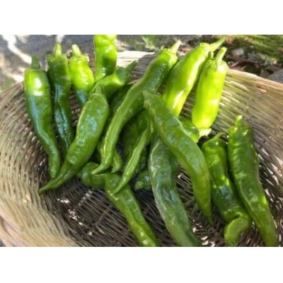 ふるさと納税 京都市 【先行予約・2026年7月発送】万願寺とうがらし(京野菜)1kg(目安30〜35本)