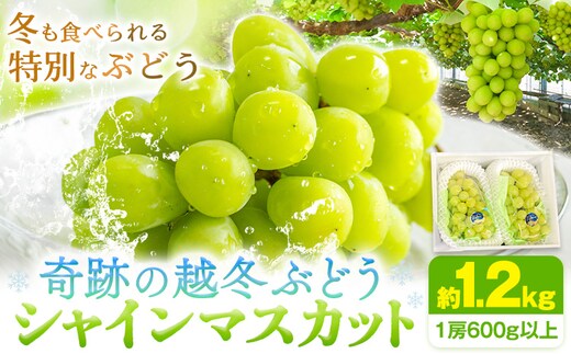 
										
										奇跡の越冬ぶどう シャインマスカット 2房 (1房600g以上) 五果苑《2024年11月上旬-2025年4月中旬頃出荷》越冬ぶどう フルーツ 果物 岡山県 浅口市 送料無料【配送不可地域あり】---124_c709_11j4c_24_29000_2---
									