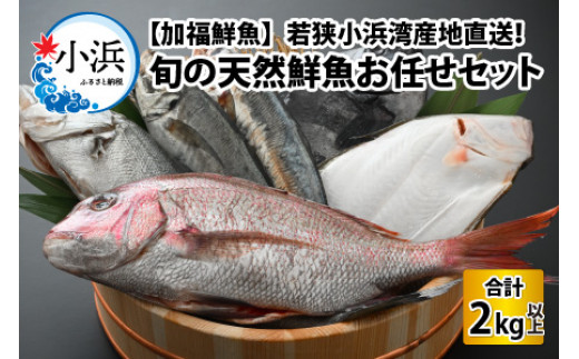 【加福鮮魚】「若狭小浜湾産地直送」旬の天然鮮魚お任せセット！ 計2kg以上 